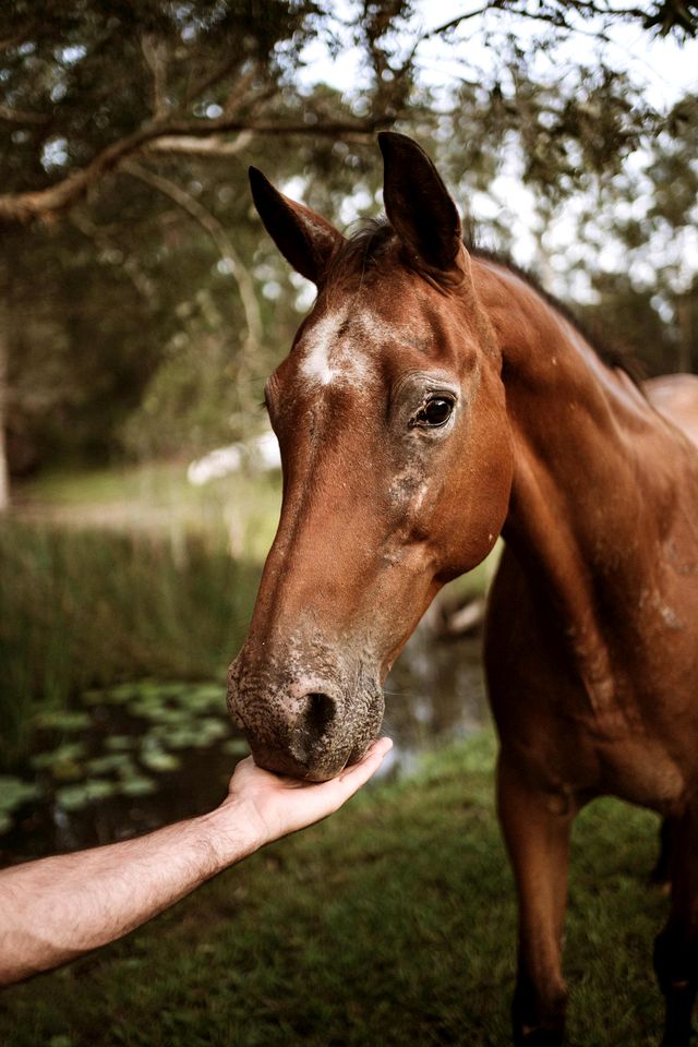 Breathtaking Tiny House Close to Great Hiking Trails in Coffs Harbour, New South Wales