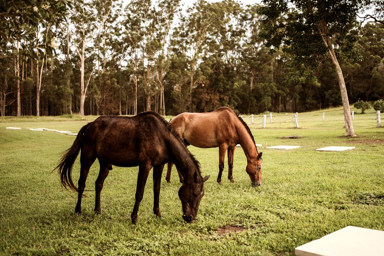 Tiny Houses (Australia, Coffs Harbour, New South Wales)