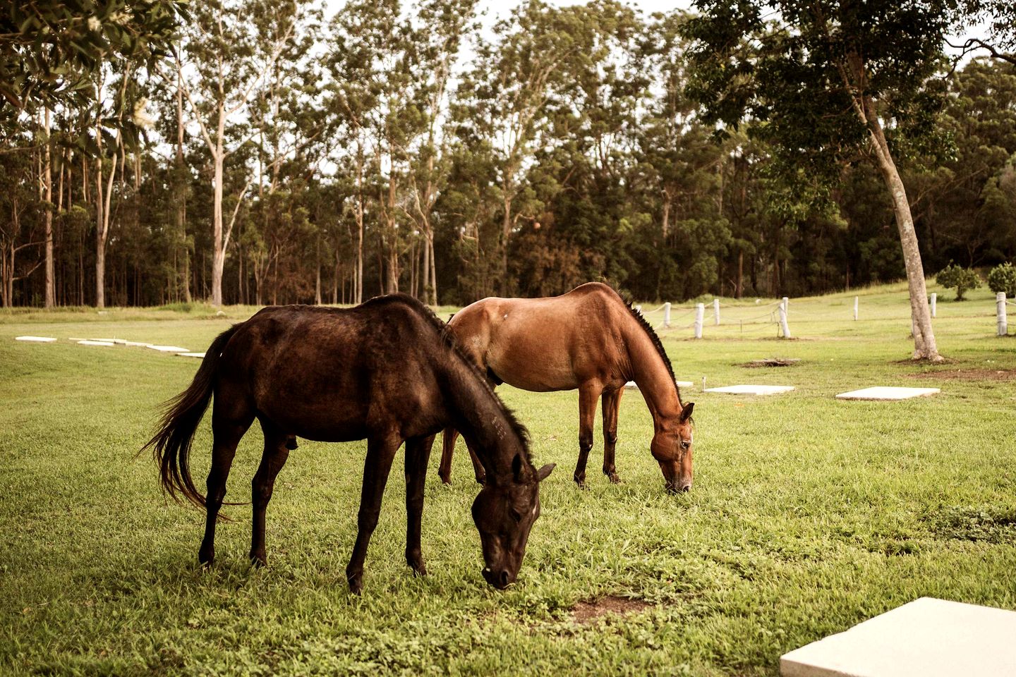 Breathtaking Tiny House Close to Great Hiking Trails in Coffs Harbour, New South Wales