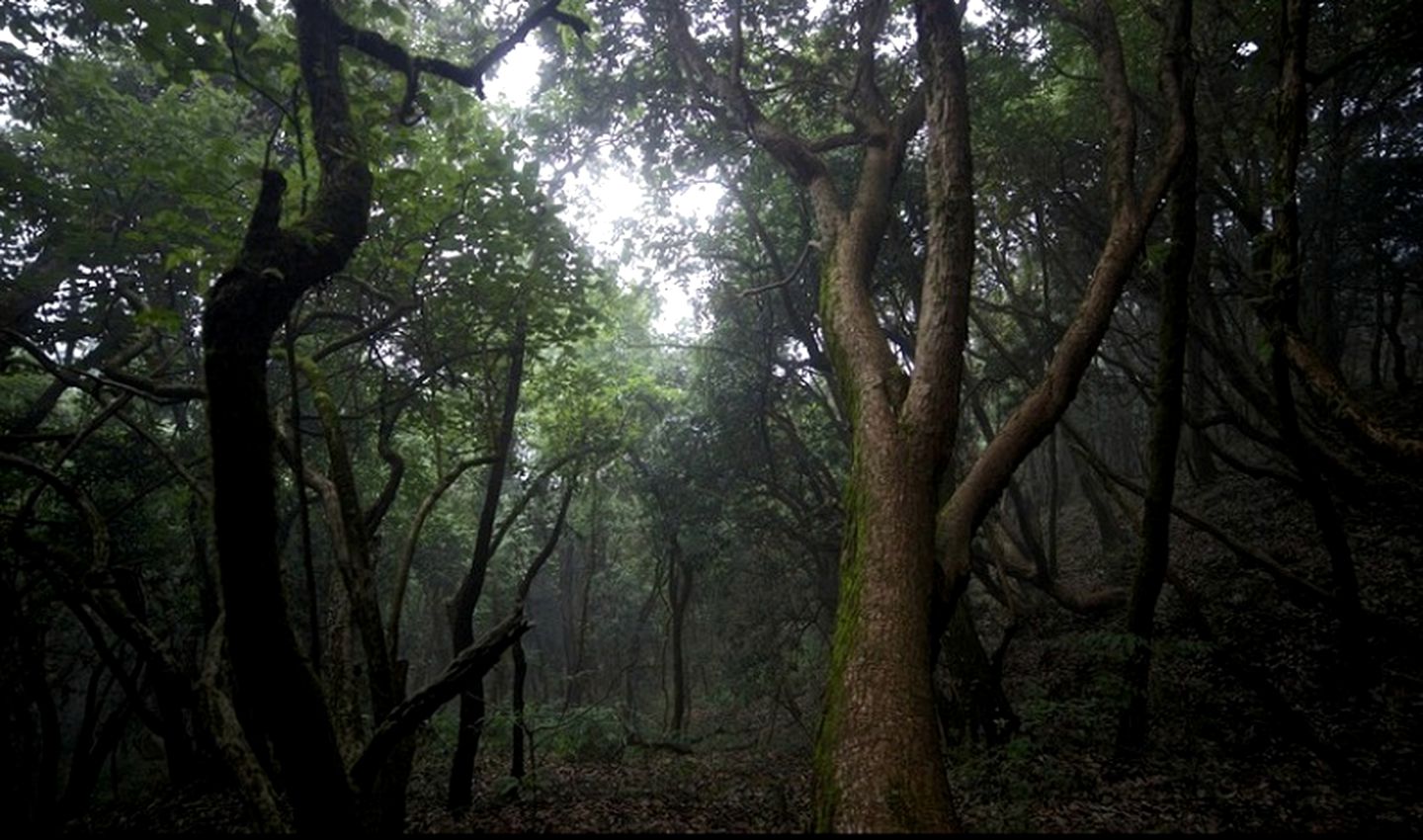 Breathtaking Woodland Suite for Couples or Small Families in the Himalayas, India