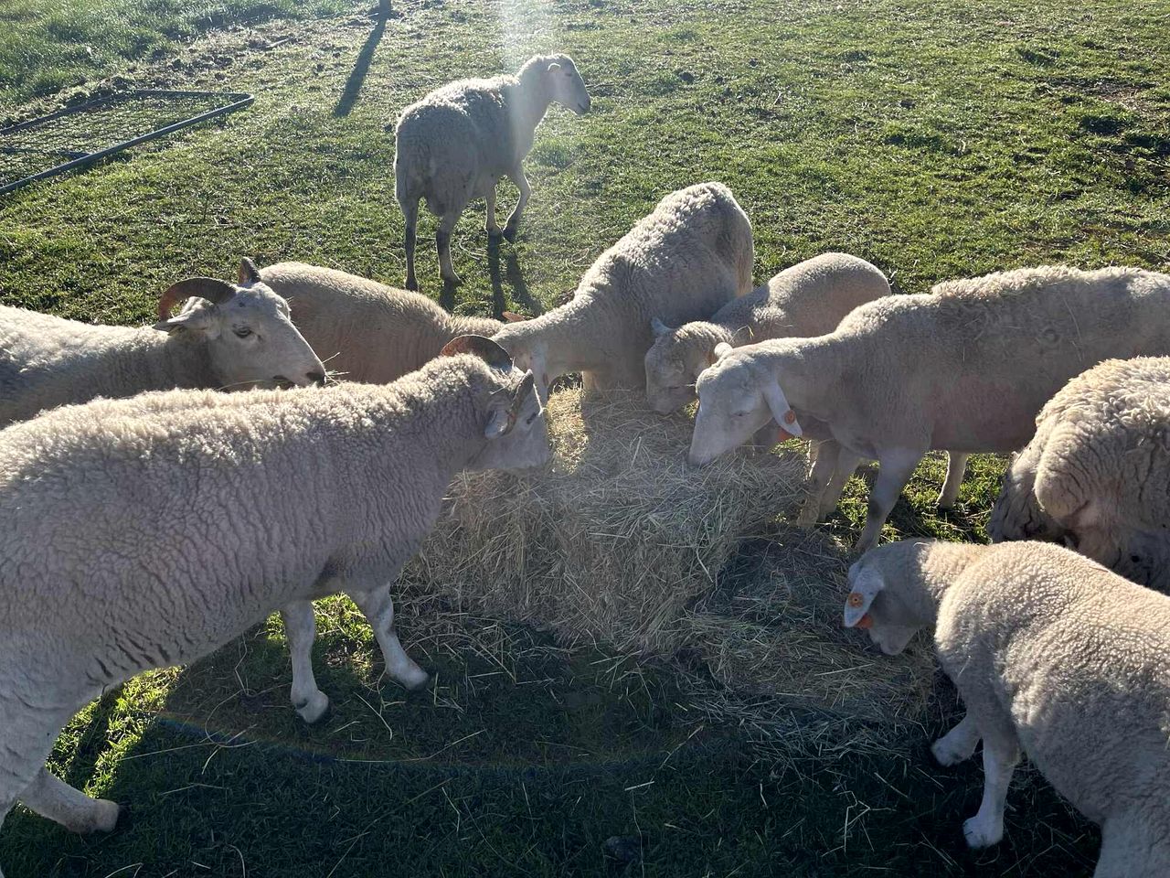 Charming Tiny House Retreat with Farm Animals near Mt Baw Baw in Neerim South, Victoria