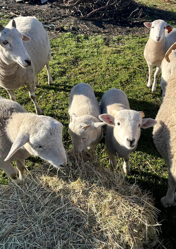 Charming Tiny House Retreat with Farm Animals near Mt Baw Baw in Neerim South, Victoria