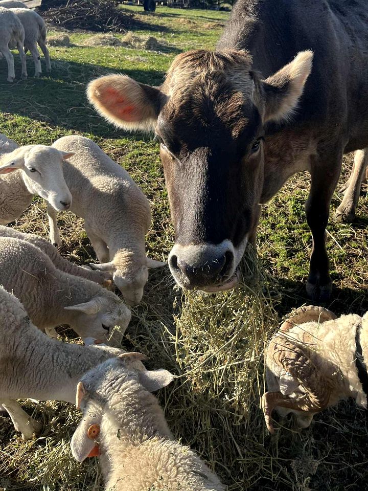 Charming Tiny House Retreat with Farm Animals near Mt Baw Baw in Neerim South, Victoria