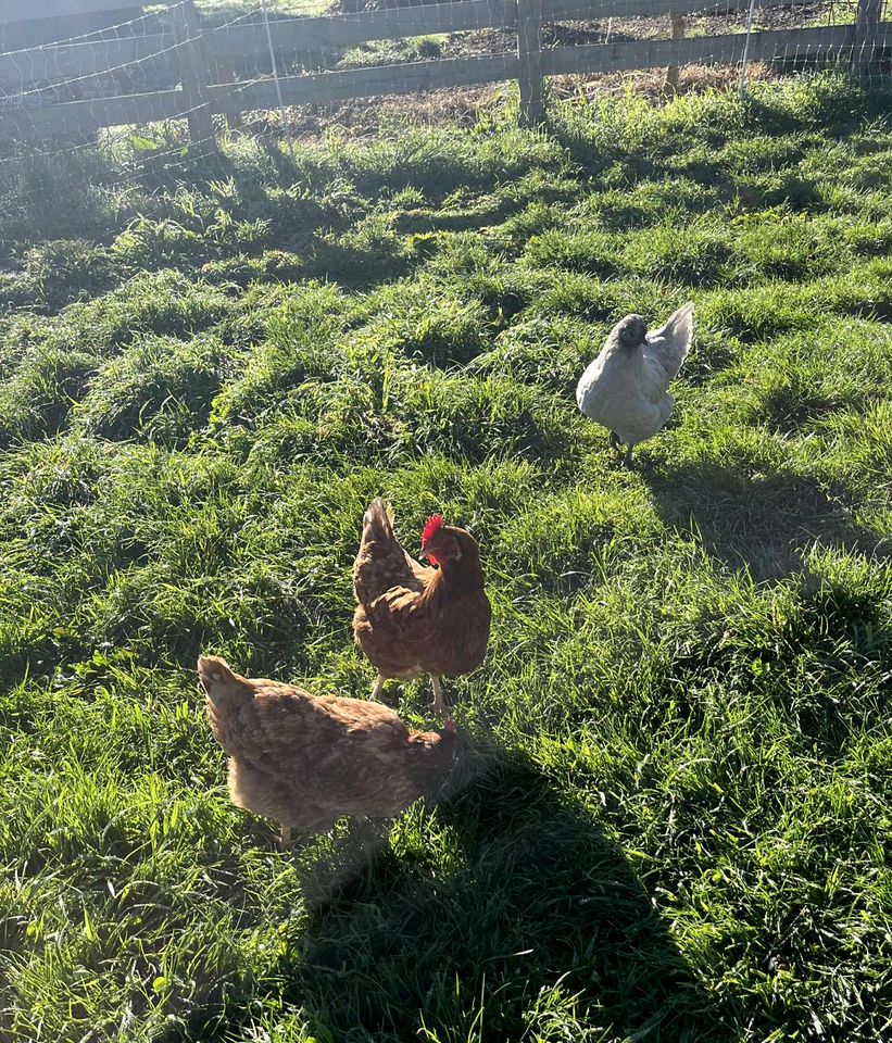 Charming Tiny House Retreat with Farm Animals near Mt Baw Baw in Neerim South, Victoria