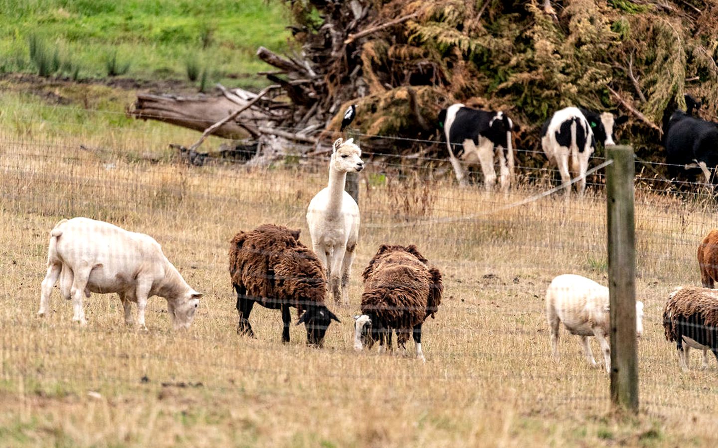 Tiny House Getaway: Unwind in Warragul South's Enchanting Countryside