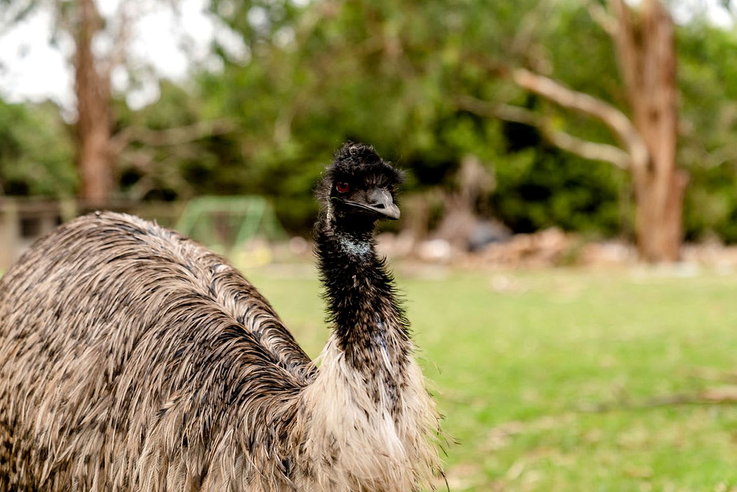 Tiny House Getaway: Unwind in Warragul South's Enchanting Countryside