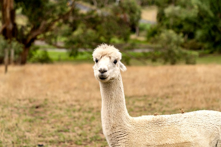 Vacation Rentals (Australia, Warragul, Victoria)