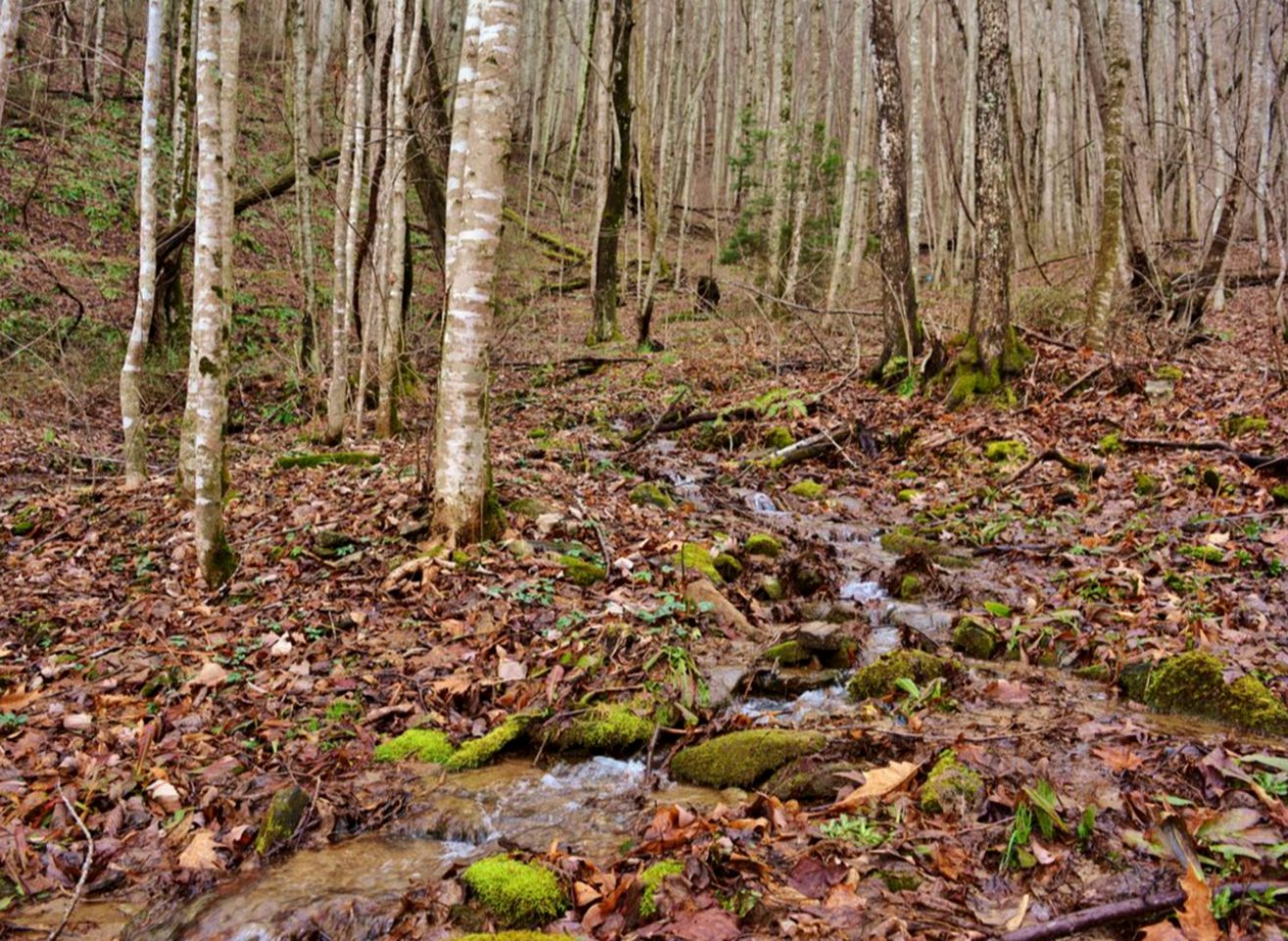 Gorgeous Log Cabin Rental with Easy Mountain Access in Maggie Valley, North Carolina