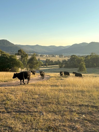 Tiny Houses (Australia, Muswellbrook, New South Wales)