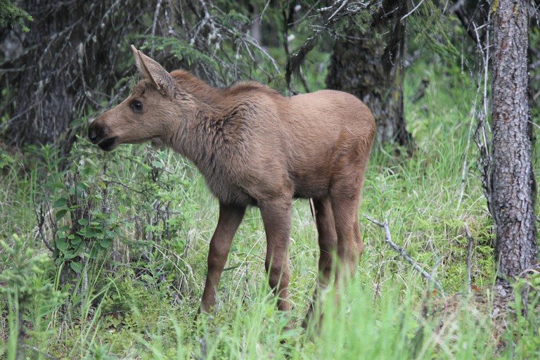Cabins (Soldotna, Alaska, United States)