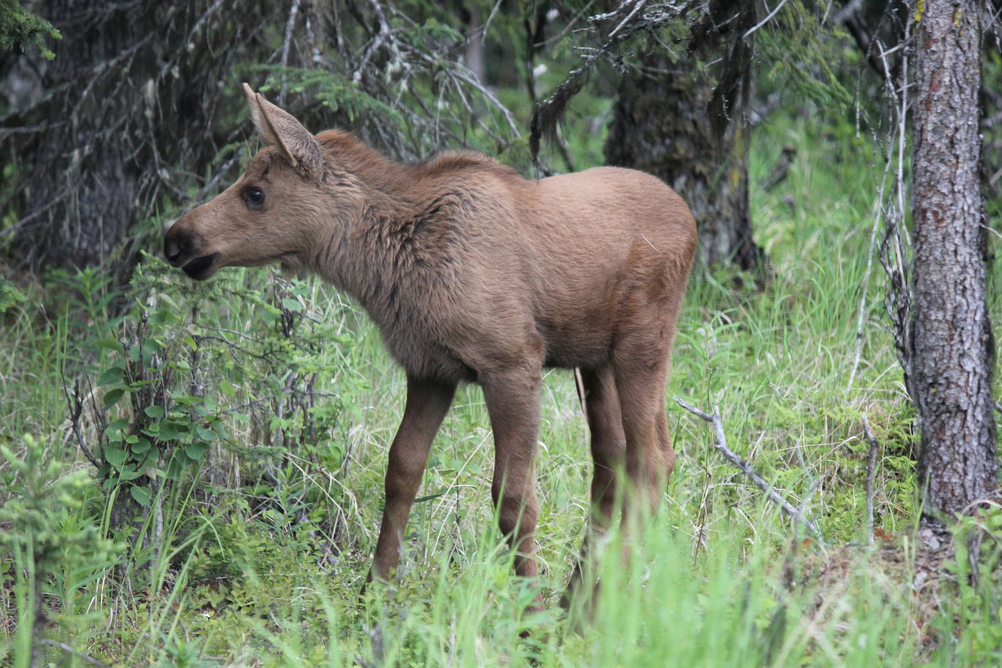 Rustic Cabin Rental for an Adventure-Filled Getaway near the Kenai River, Alaska