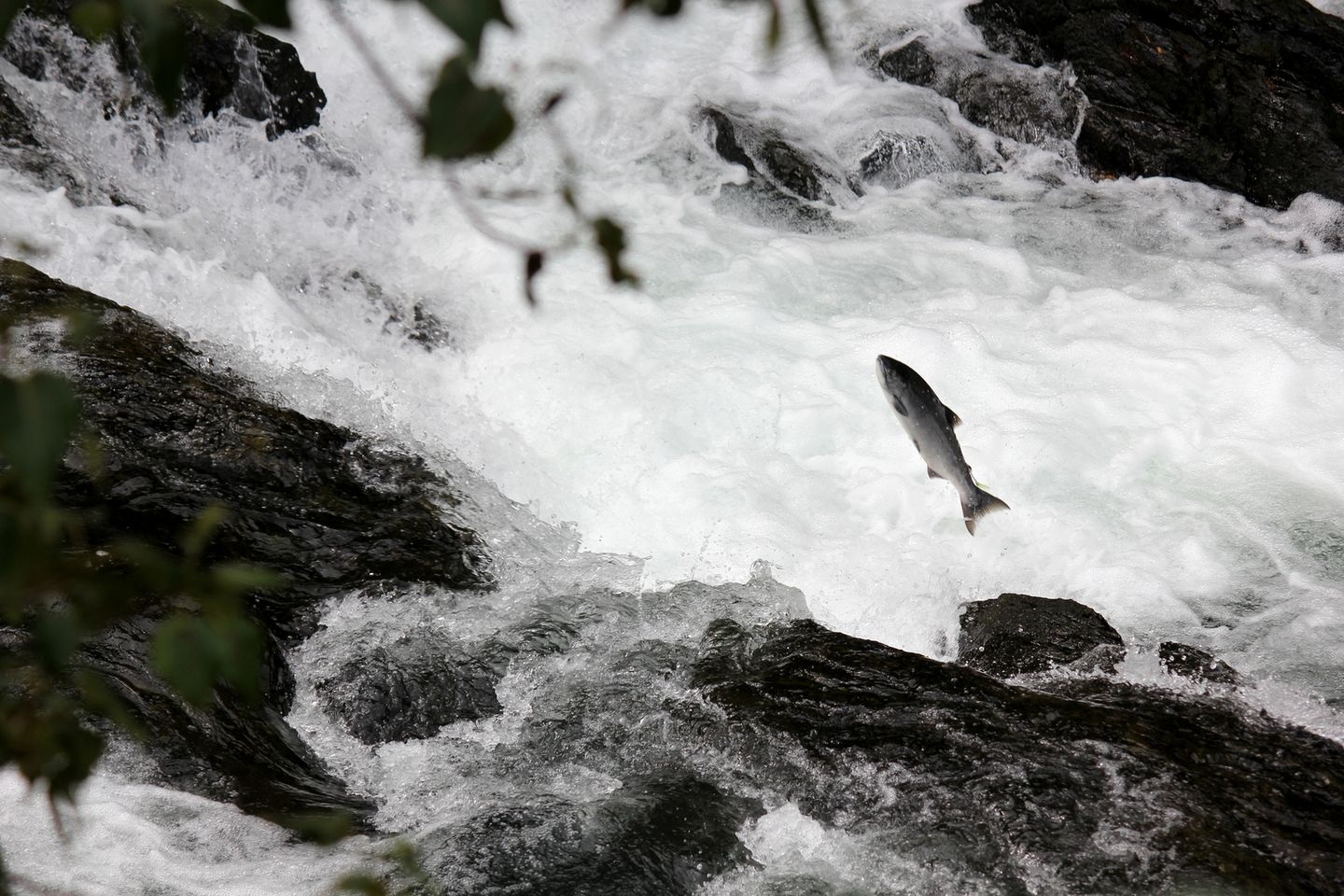 Comfortable Cabin Rental with Rustic Wooden Furnishings near the Kasilof River, Alaska