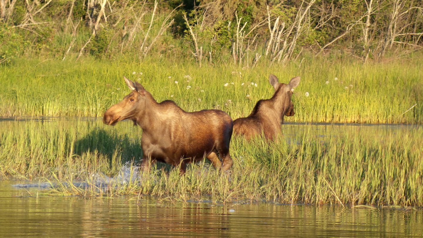 Comfortable Cabin Rental with Rustic Wooden Furnishings near the Kasilof River, Alaska