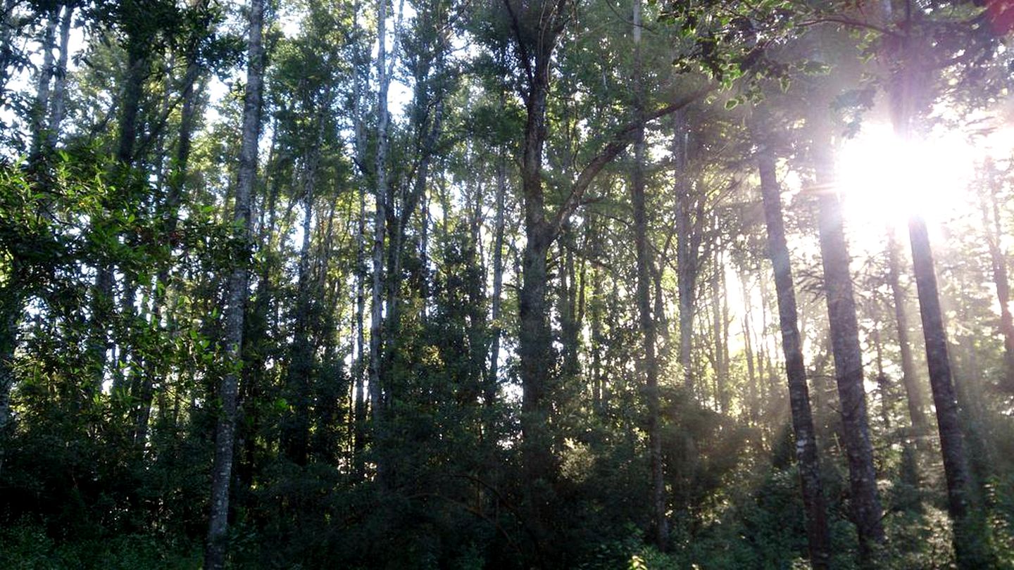 Rustic Tree House Rental near Lake Villarrica in Pucón, Araucania, Chile