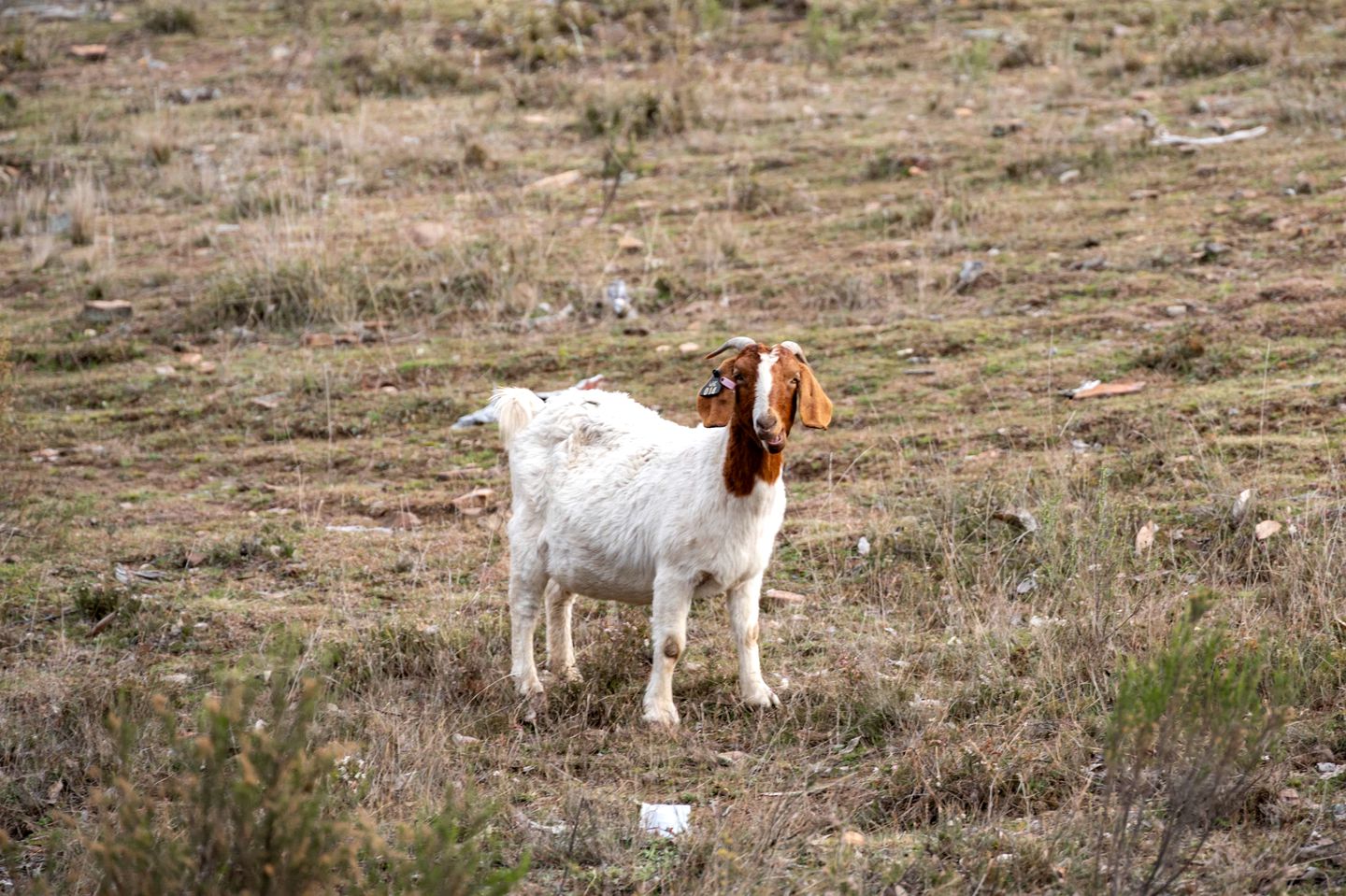 Unique Tiny House Cabin with Hot Tub, Outdoor Bathtub and Beautiful Wildlife in New South Wales, Australia