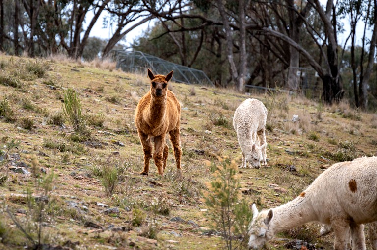 Tiny Houses (Australia, Windeyer, New South Wales)