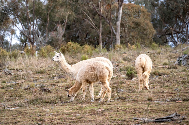 Tiny Houses (Australia, Windeyer, New South Wales)