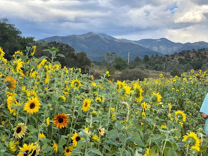Log Cabins (United States of America, San Cristobal, New Mexico)