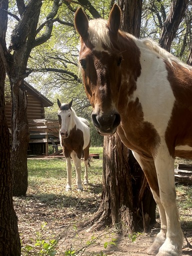 Cabins (United States of America, Bluff Dale, Texas)