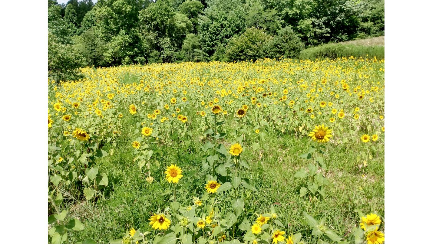 Peaceful Rural Retreat with Fireplace and Private Hot Tub on 20 Acres, near Historic Hendersonville and Asheville, NC