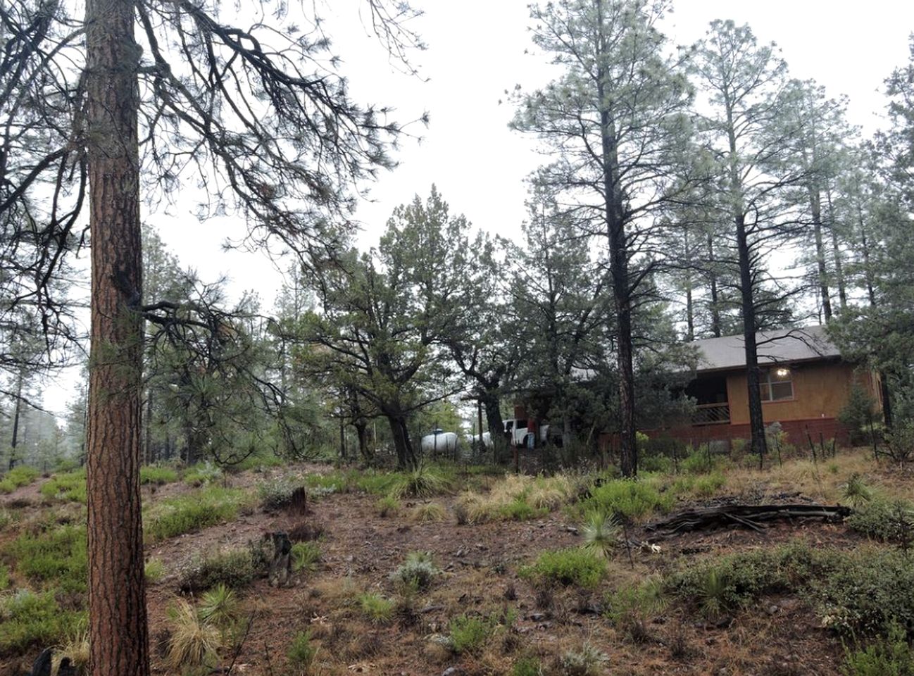 Lovely Vacation Cabin with Enchanting Forest Views in Tonto National Park, Arizona