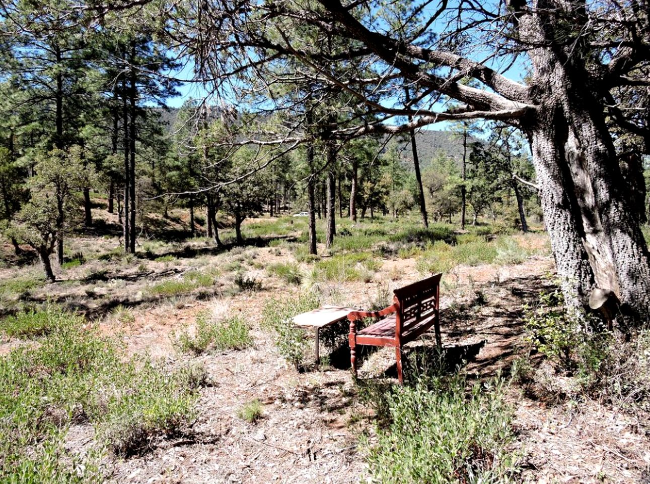 Lovely Vacation Cabin with Enchanting Forest Views in Tonto National Park, Arizona