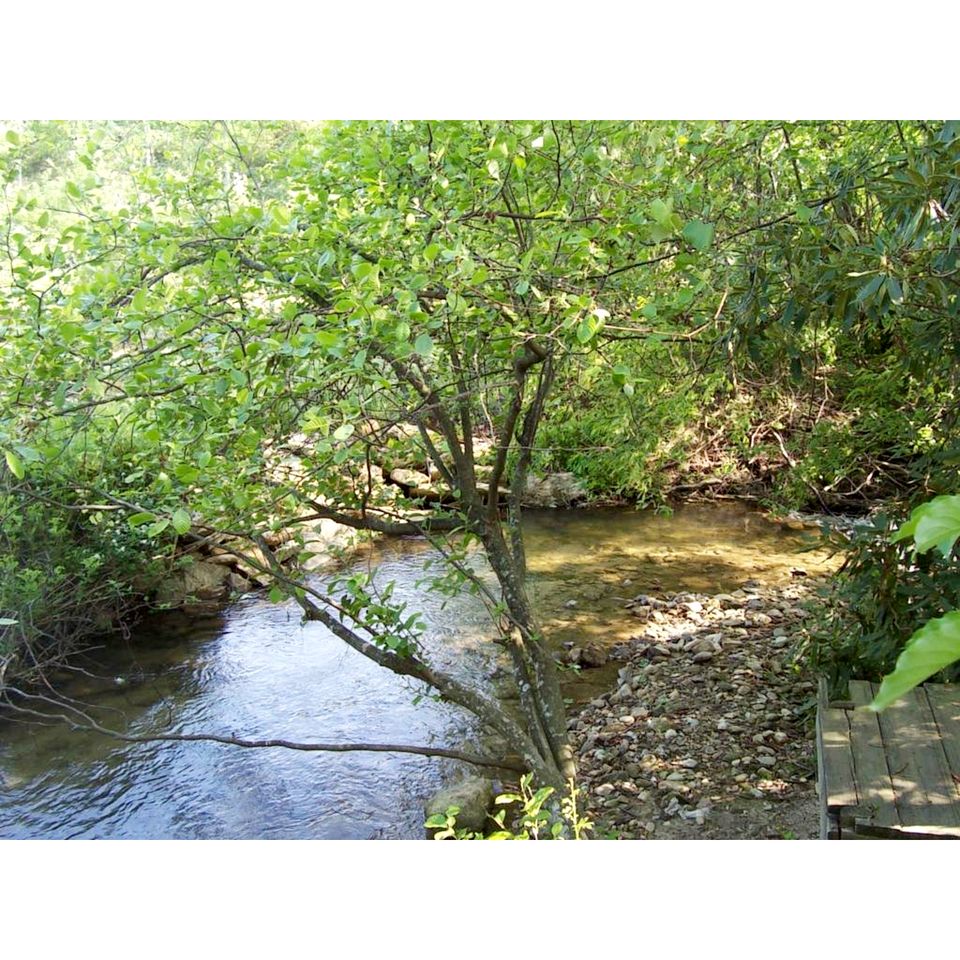 Beautiful Rural Retreat with Fireplace and Private Hot Tub on 20 Acres, near Historic Hendersonville and Asheville, NC