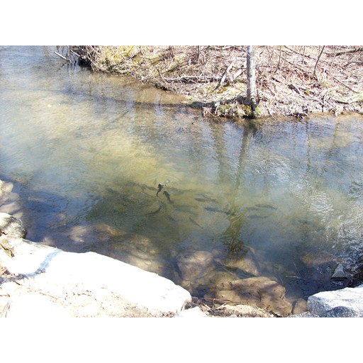 Cabins (United States of America, Hendersonville, North Carolina)