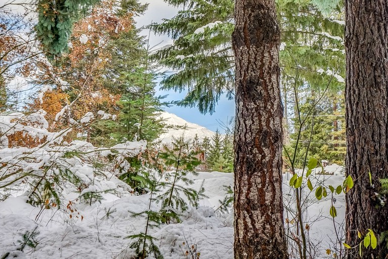 Cabins (United States of America, Trout Lake, Washington)