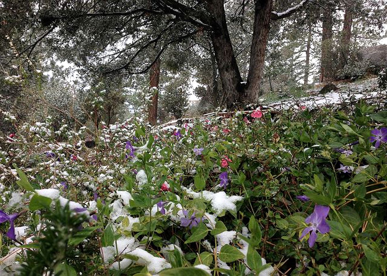 Cabin Rental for Groups in the Mountains of San Jacinto, California