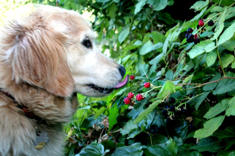 Cabins (United States of America, Guerneville, California)