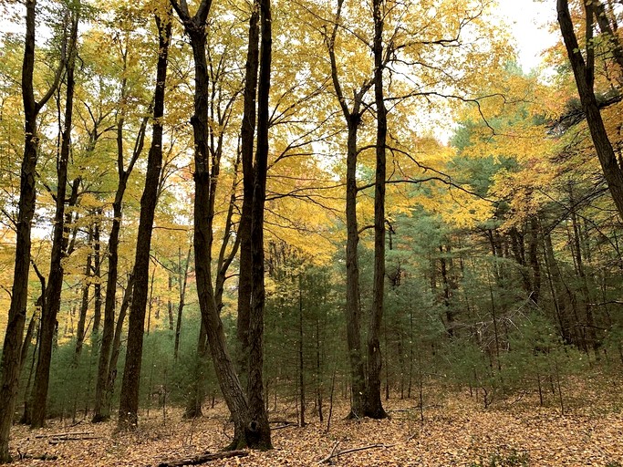 Cabins (United States of America, Spring Mills, Pennsylvania)