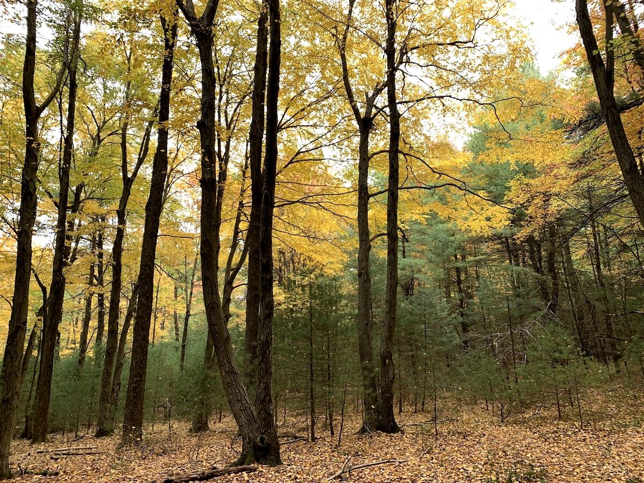 Gorgeous Cottage for Two, Overlooking Pond on 20 acres, Glamping in Pennsylvania