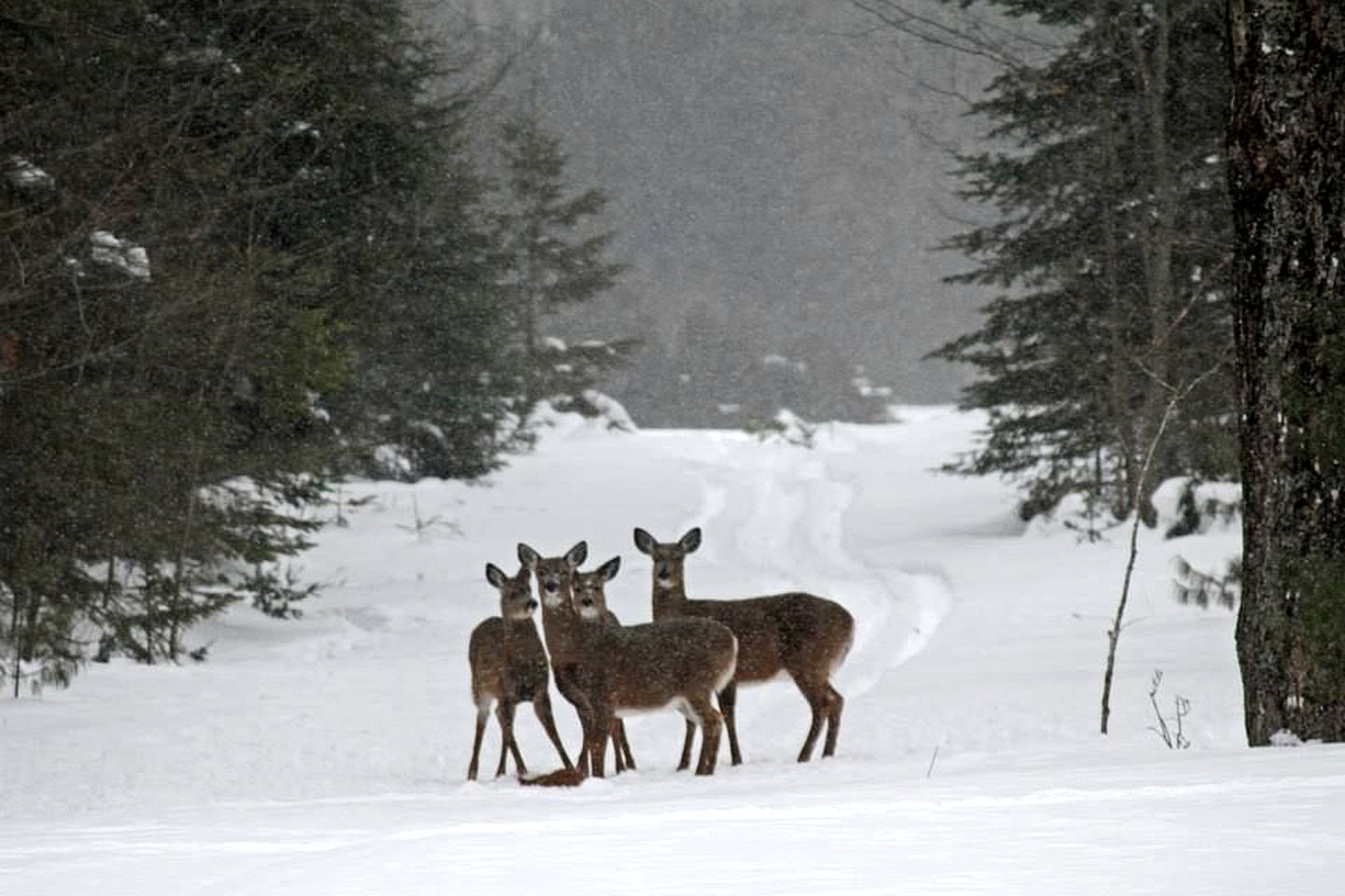 Rustic Camping Cabin with Fireplace in Private Woods near Bangor, Maine