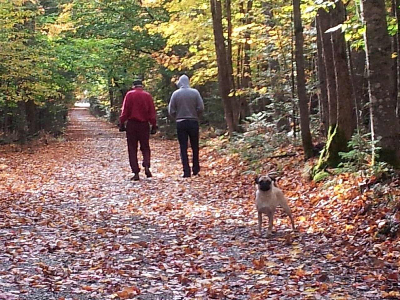 Rustic Camping Cabin with Fireplace in Private Woods near Bangor, Maine