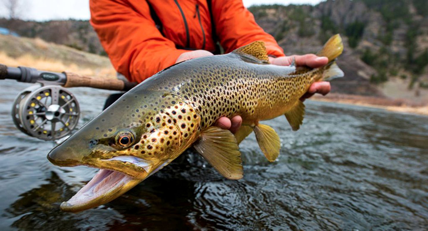 Newly Restored Cabin with Views of The Rocky Mountains in Bozeman, Montana
