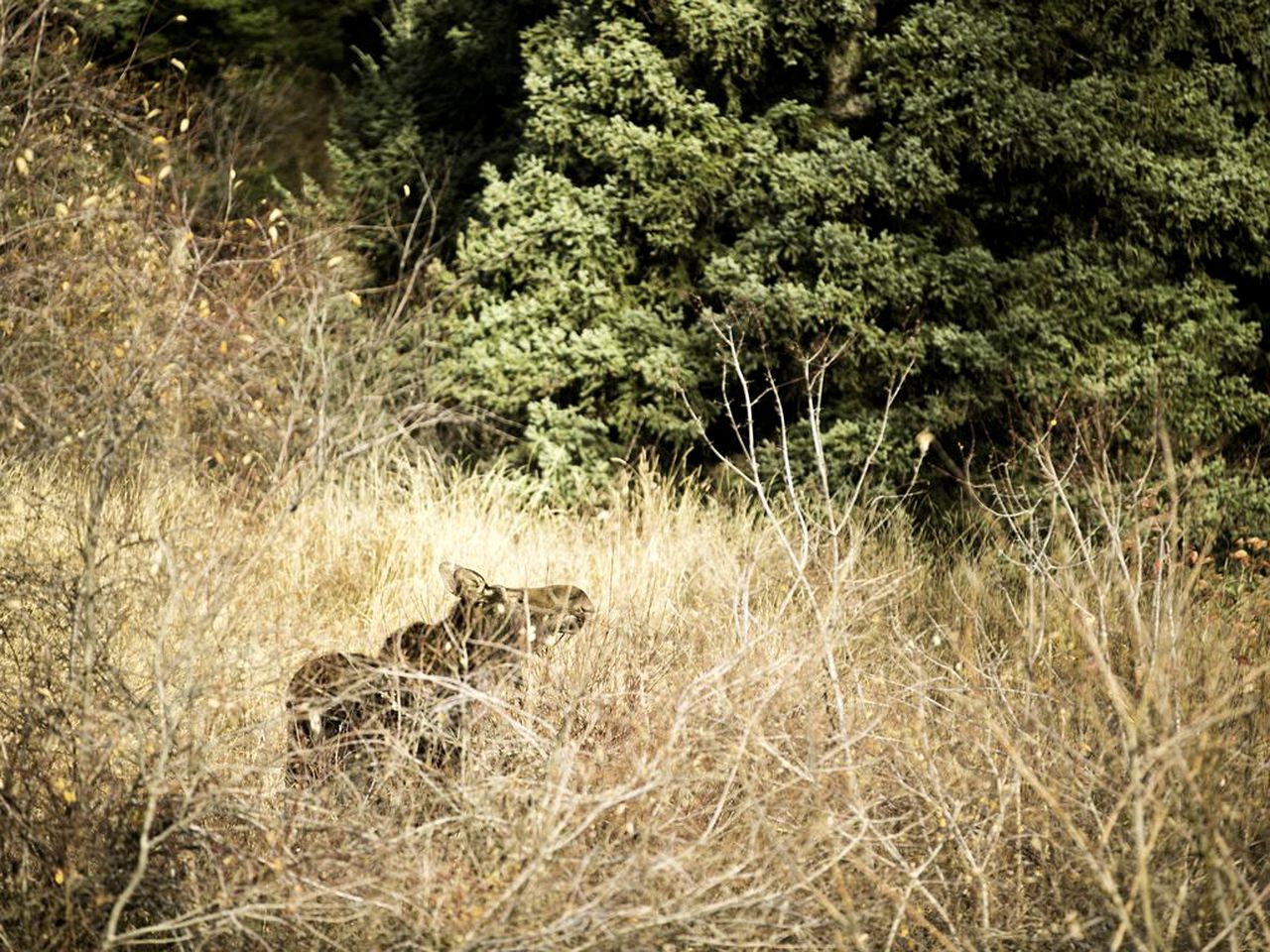 Newly Restored Cabin with Views of The Rocky Mountains in Bozeman, Montana