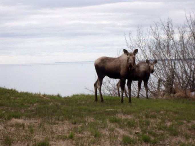 Cabins (Clam Gulch, Alaska, United States)