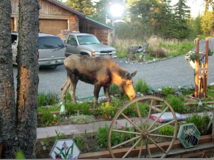 Cabins (Clam Gulch, Alaska, United States)