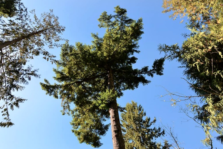 Cabins (Sechelt, British Columbia, Canada)