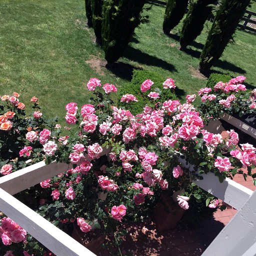 Cottages (Cambridge, North Island, New Zealand)