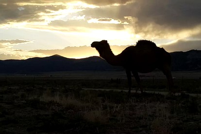 Romantic Camping Yurt on Camel Farm near Alamosa, Colorado photo 3