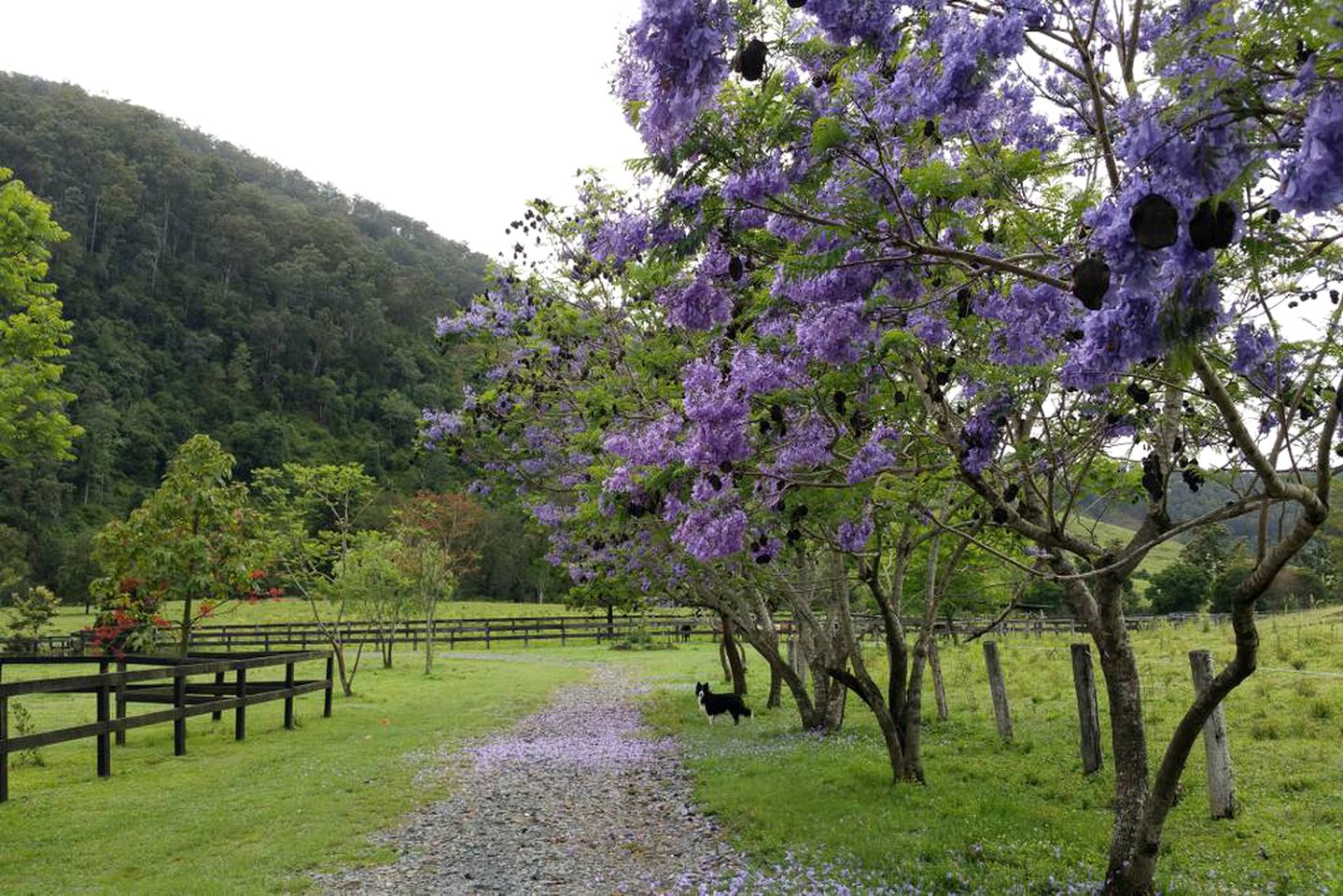 Charming Cabin with Swimming Holes near Lamington National Park, Queensland