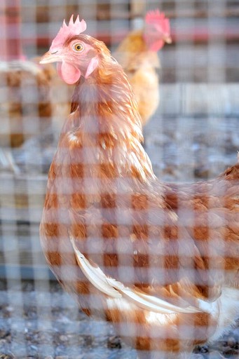 Cottages (United States of America, Fischer, Texas)
