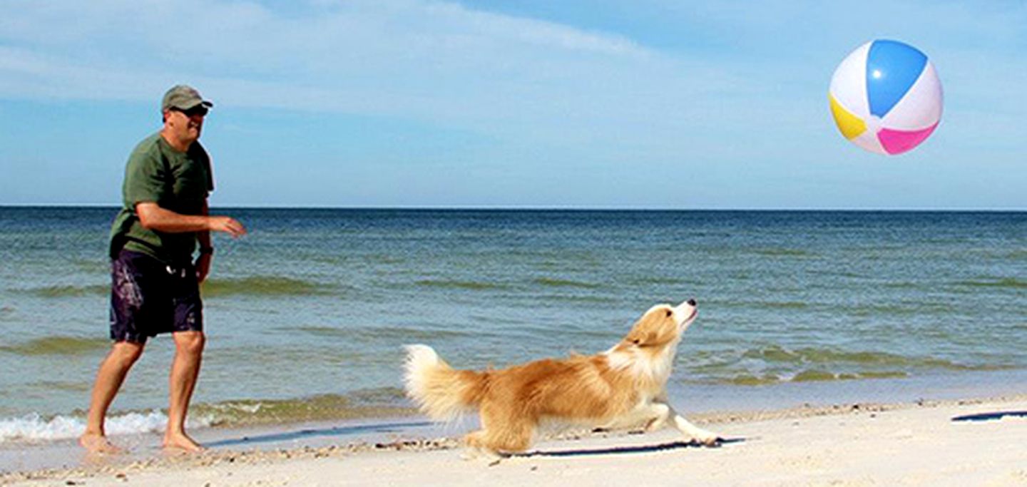 PetFriendly Beachfront Cottage Rental in Port Saint Joe, Florida