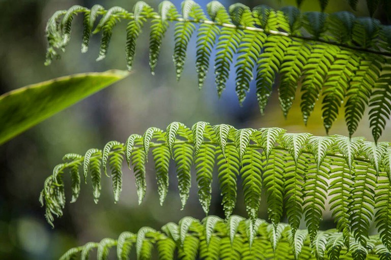 Bubbles & Domes (Cape Tribulation, Queensland, Australia)