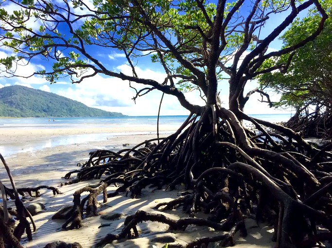 Bubbles & Domes (Cape Tribulation, Queensland, Australia)