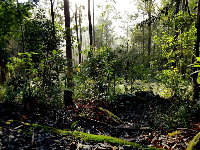 Log Cabins (Main Creek, New South Wales, Australia)