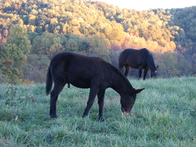 Barns (Sperryville, Virginia, United States)