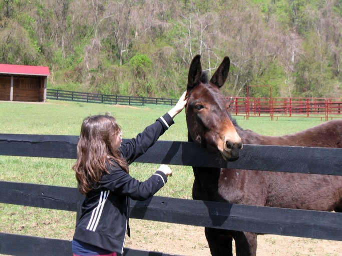 Barns (Sperryville, Virginia, United States)